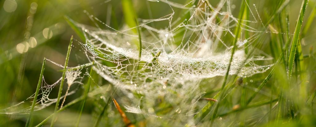 secrets-of-spider-web-strength-revealed-ansto